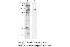 Western Blotting (WB) image for anti-Sodium Channel, Nonvoltage-Gated 1 alpha (SCNN1A) (AA 617-638) antibody (APC) (ABIN2486409)