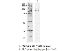 Western blot analysis of Mouse mpkCCD cell lysates showing detection of ENaC protein using Rabbit Anti-ENaC Polyclonal Antibody . (SCNN1A 抗体  (AA 617-638) (APC))
