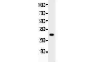 Anti-MMP7 Picoband antibody,  All lanes: Anti-MMP7 at 0. (MMP7 抗体  (AA 1-267))