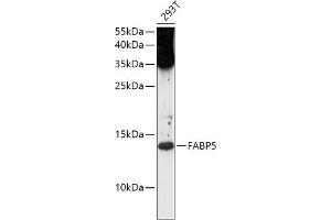 Western blot analysis of extracts of 293T cells, using F antibody (ABIN1679794, ABIN3015402, ABIN3015403 and ABIN6214037) at 1:1000 dilution. (FABP5 抗体  (AA 1-100))