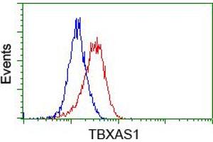 Image no. 3 for anti-thromboxane A Synthase 1 (Platelet) (TBXAS1) antibody (ABIN1501383) (TBXAS1 抗体)