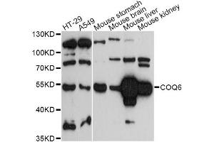 Western blot analysis of extracts of various cell lines, using COQ6 antibody (ABIN6293279) at 1:3000 dilution.