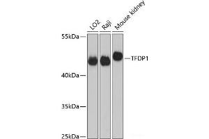 Western blot analysis of extracts of various cell lines using TFDP1 Polyclonal Antibody at dilution of 1:3000. (DP1 抗体)
