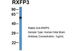 Host: Rabbit  Target Name: RXFP3  Sample Tissue: Human Fetal Brain  Antibody Dilution: 1. (Relaxin 3 Receptor 1 抗体  (N-Term))