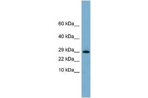 WB Suggested Anti-ERP29  Antibody Titration: 0. (ERP29 抗体  (N-Term))