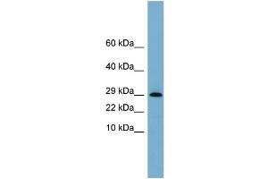 WB Suggested Anti-ERP29  Antibody Titration: 0. (ERP29 抗体  (N-Term))