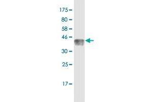 Western Blot detection against Immunogen (36. (TCF7 抗体  (AA 287-384))