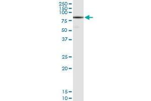 Immunoprecipitation of DHX58 transfected lysate using anti-DHX58 MaxPab rabbit polyclonal antibody and Protein A Magnetic Bead , and immunoblotted with DHX58 purified MaxPab mouse polyclonal antibody (B01P) . (DHX58 抗体  (AA 1-678))