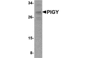 Western Blotting (WB) image for anti-Phosphatidylinositol Glycan Anchor Biosynthesis, Class Y (PIGY) (C-Term) antibody (ABIN1030585) (PIGY 抗体  (C-Term))