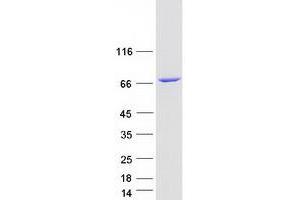 Western Blotting (WB) image for Kinesin Light Chain 2 (KLC2) (Transcript Variant 4) protein (Myc-DYKDDDDK Tag) (ABIN2724276)
