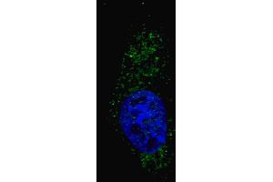Fluorescent image of  cells stained with (ABIN388464 and ABIN2849519) LC3 (G8A) (N-term) antibody. (MAP1LC3A 抗体  (N-Term))
