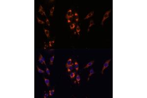 Immunofluorescence analysis of HeLa cells using PDE3A Polyclonal Antibody (ABIN7269301) at dilution of 1:100 (40x lens). (PDE3A 抗体  (AA 380-660))