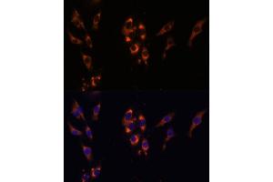 Immunofluorescence analysis of HeLa cells using PDE3A Polyclonal Antibody (ABIN7269301) at dilution of 1:100 (40x lens). (PDE3A 抗体  (AA 380-660))