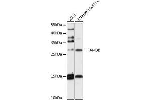 Western blot analysis of extracts of various cell lines, using FB antibody (ABIN6131640, ABIN6140457, ABIN6140459 and ABIN6217652) at 1:1000 dilution. (FAM3B 抗体  (AA 30-235))