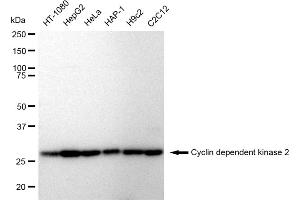 Western blotting analysis using Cyclin dependent kinase 2 antibody (ABIN7798211). (Recombinant CDK2 抗体)