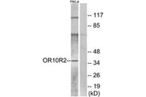 Western Blotting (WB) image for anti-Olfactory Receptor, Family 10, Subfamily R, Member 2 (OR10R2) (AA 286-335) antibody (ABIN2891113) (OR10R2 抗体  (AA 286-335))