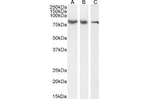 ABIN185049 (0. (Forkhead Box K2 抗体  (C-Term))