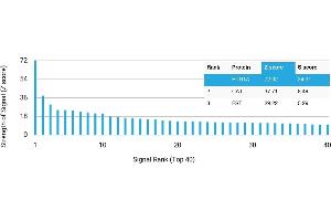 Protein Array (PAr) image for anti-Serotonin Receptor 1A (HTR1A) antibody (ABIN7456239) (Serotonin Receptor 1A 抗体)