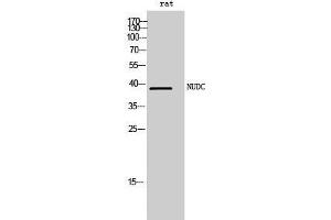 Western Blot (WB) analysis of rat cells using NUDC Polyclonal Antibody. (NUDC 抗体  (Tyr577))