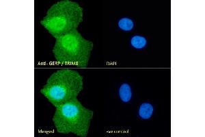 Immunofluorescence (IF) image for anti-Tripartite Motif Containing 8 (TRIM8) (C-Term) antibody (ABIN184949)