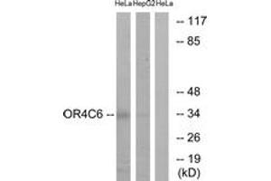 Western blot analysis of extracts from HeLa/HepG2 cells, using OR4C6 Antibody. (OR4C6 抗体  (AA 193-242))