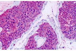 Anti-GPR75 antibody IHC staining of human testis. (GPR75 抗体  (Cytoplasmic Domain))