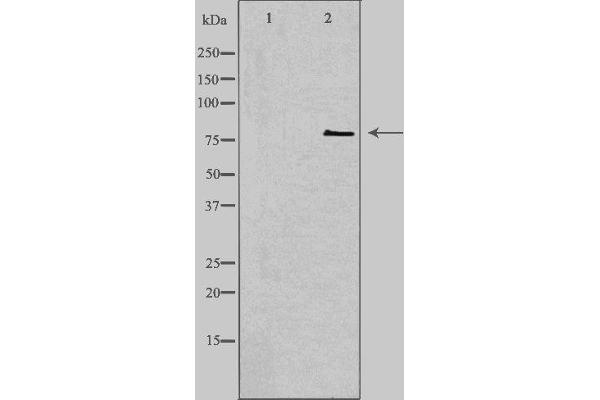 CNKSR1 抗体  (Internal Region)
