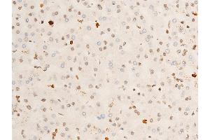 ABIN6267286 at 1/100 staining human liver tissue sections by IHC-P. (TRKA 抗体  (pTyr681, Tyr680))