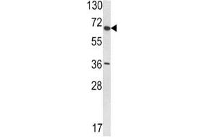 Western blot analysis of VDU1 antibody and T47D lysate. (USP33 抗体  (AA 799-829))