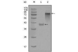 Western blot analysis using anti-KRT19 monoclonal antibody against truncated KRT19-His recombinant protein (1) and full-length KRT19(aa1-400)-hIgGFc transfected CHO-K1 cell lysate(2).