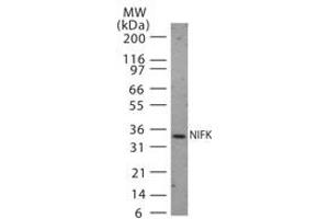 Western Blotting (WB) image for anti-MKI67 FHA Domain-Interacting Nucleolar Phosphoprotein (MKI67IP) (AA 144-160) antibody (ABIN233051) (NIFK 抗体  (AA 144-160))