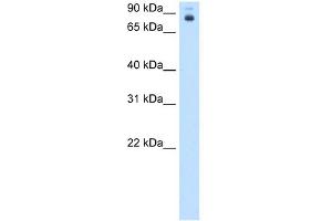WB Suggested Anti-pb Antibody Titration:  0. (Homeotic Protein Proboscipedia 抗体  (Middle Region))