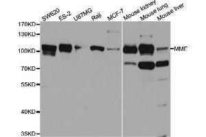 Western blot analysis of extracts of various cell lines, using MME antibody. (MME 抗体  (AA 52-352))
