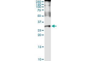 Immunoprecipitation of PLP1 transfected lysate using anti-PLP1 MaxPab rabbit polyclonal antibody and Protein A Magnetic Bead , and immunoblotted with PLP1 MaxPab rabbit polyclonal antibody (D01) . (PLP1 抗体  (AA 1-277))