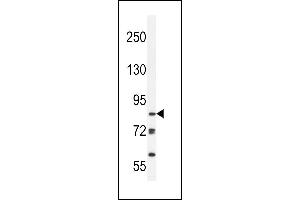 JHDM2b Antibody (Center) (ABIN656008 and ABIN2845384) western blot analysis in Ramos cell line lysates (35 μg/lane). (KDM3B 抗体  (AA 869-897))