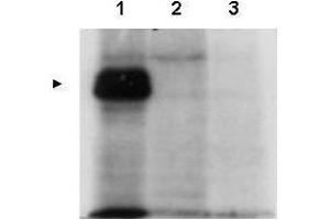 Western blot using  affinity purified anti-MLF1IP antibody shows detection of MLF1IP (arrowhead) in HeLa cells transfected with ZZ-tagged MLF1IP (Lane 1). (MLF1 抗体  (Thr78))