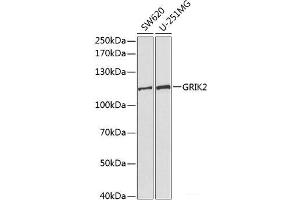 Western blot analysis of extracts of various cell lines using GRIK2 Polyclonal Antibody at dilution of 1:1000. (GRIK2 抗体)