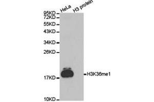 Western blot analysis of extracts of HeLa cell line and H3 protein expressed in E. (Histone 3 抗体  (H3K36me))