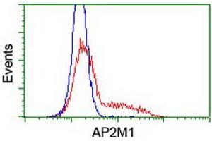 HEK293T cells transfected with either RC201377 overexpress plasmid (Red) or empty vector control plasmid (Blue) were immunostained by anti-AP2M1 antibody (ABIN2454656), and then analyzed by flow cytometry. (AP2M1 抗体  (AA 97-383))