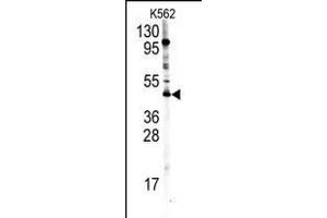 Western blot analysis of PRMT8 Antibody (C-term) (ABIN388025 and ABIN2845473) in K562 cell line lysates (35 μg/lane). (PRMT8 抗体  (C-Term))