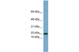 WB Suggested Anti-PRR13  Antibody Titration: 0. (Proline Rich 13 抗体  (Middle Region))