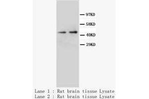 Image no. 2 for anti-Neuropeptide Y Receptor Y1 (NPY1R) (C-Term) antibody (ABIN1492944) (NPY1R 抗体  (C-Term))