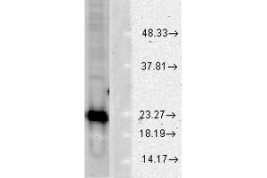 Western blot analysis of Human Cell line lysates showing detection of SOD1 protein using Rabbit Anti-SOD1 Polyclonal Antibody . (SOD1 抗体  (PerCP))