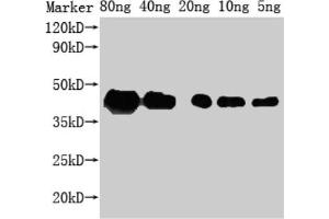 Western Blot Positive WB detected in Recombinant protein All lanes: ZIP1 antibody at 1:2000 Secondary Goat polyclonal to rabbit IgG at 1/50000 dilution Predicted band size: 29 kDa Observed band size: 43 kDa