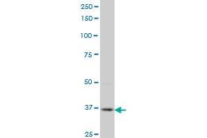 PBK monoclonal antibody (M07), clone 3A7 Western Blot analysis of PBK expression in Hela S3 NE . (PBK 抗体  (AA 1-110))