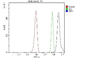 anti-Ribosomal RNA Processing 1 Homolog A (RRP1) (AA 22-237) antibody
