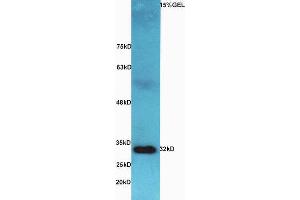 Lane 1:  Mouse intestine lysates probed with Rabbit Anti-AQP9 Polyclonal Antibody, Unconjugated (ABIN677123) at 1:300 overnight at 4 °C. (AQP9 抗体  (AA 201-295))