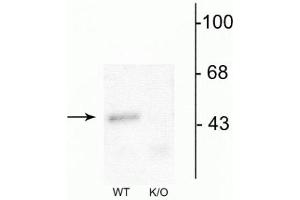 Western blot of mouse forebrain lysates from wild type (WT) and α1-knockout (K/O) animals showing specific immunolabeling of the ~51 kDa α1-subunit of the GABAA-R. (GABRA1 抗体  (Cytoplasmic Loop))
