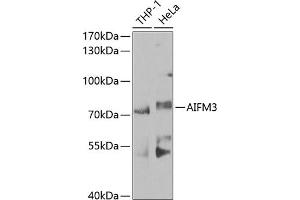 Western blot analysis of extracts of various cell lines, using  antibody (ABIN6129960, ABIN6136680, ABIN6136681 and ABIN6224707) at 1:1000 dilution. (AIFM3 抗体  (AA 1-200))