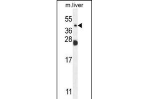 NEU4 Antibody (C-term) (ABIN654343 and ABIN2844112) western blot analysis in mouse liver tissue lysates (35 μg/lane). (Sialidase 4 抗体  (C-Term))